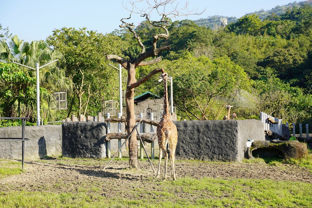 【台北親子景點推薦】全台佔地面積最大動物園 百年歷史創立於1914年 臺北市立動物園