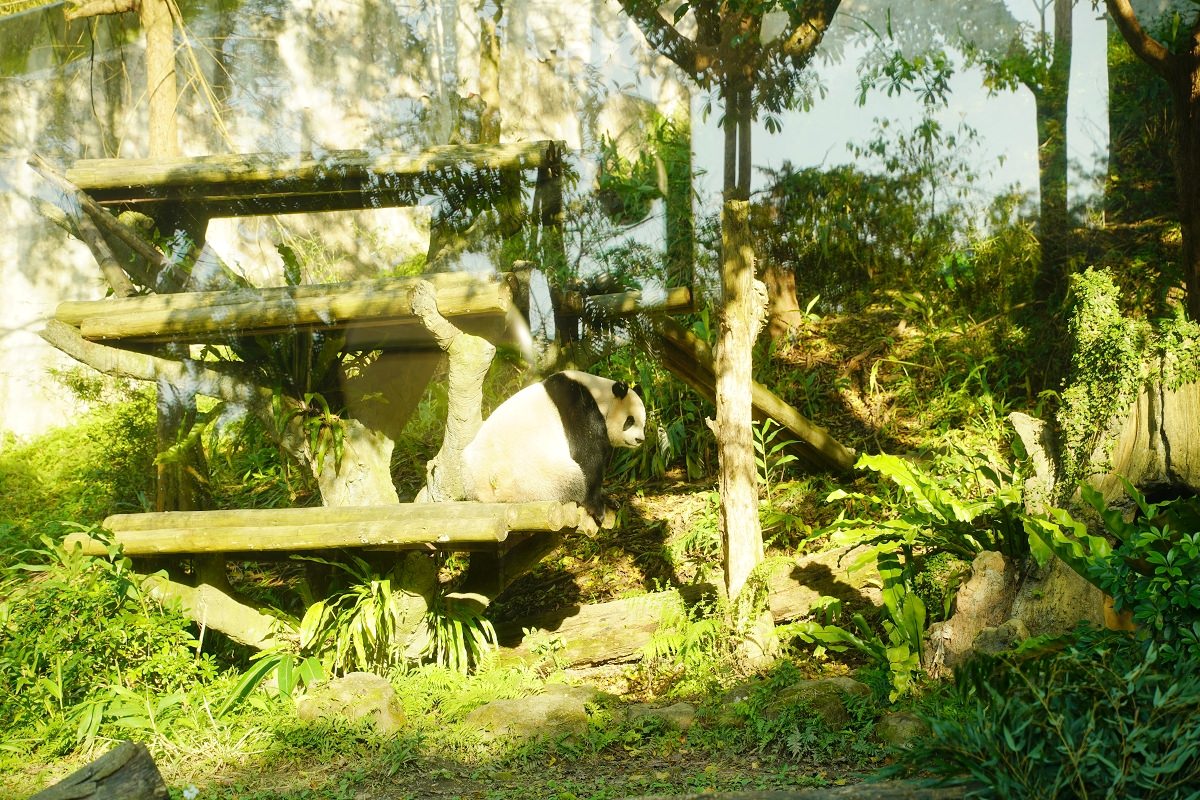 【台北親子景點推薦】全台佔地面積最大動物園 百年歷史創立於1914年 臺北市立動物園