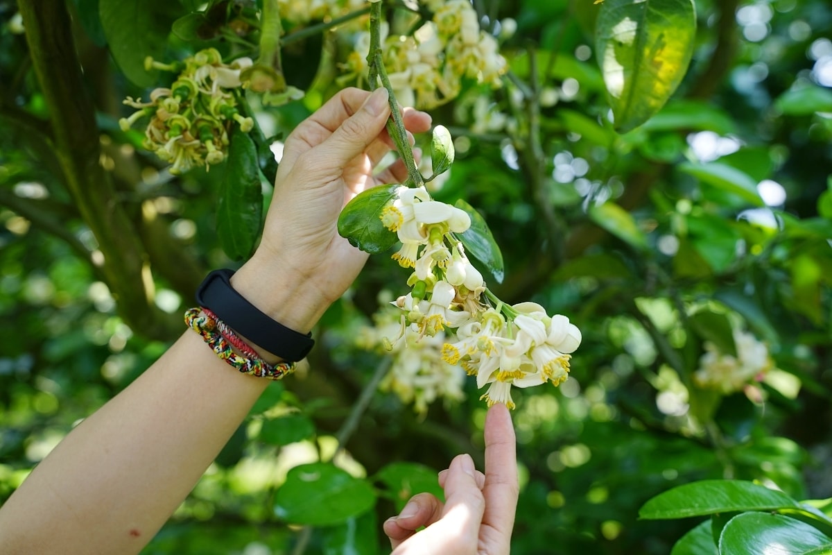 【花蓮瑞穗親子景點推薦】柚子手作DIY體驗 柚子園一日柚農體驗 木日光鶴岡文旦驛站