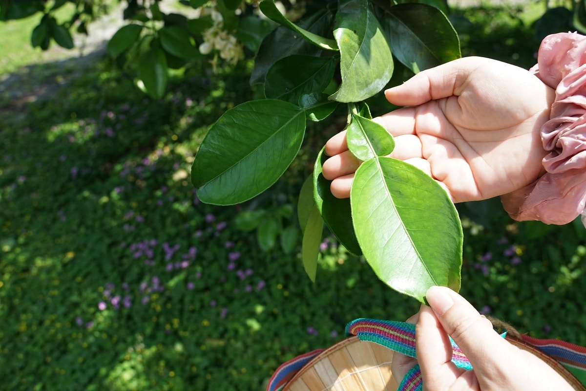 【花蓮瑞穗親子景點推薦】柚子手作DIY體驗 柚子園一日柚農體驗 木日光鶴岡文旦驛站