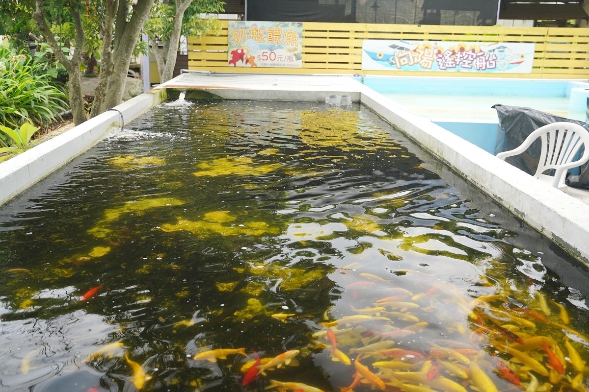 【向陽農場 Sun&Green】桃園親子景點推薦 桃園觀音向日葵主題農場 夏日網美打卡景點