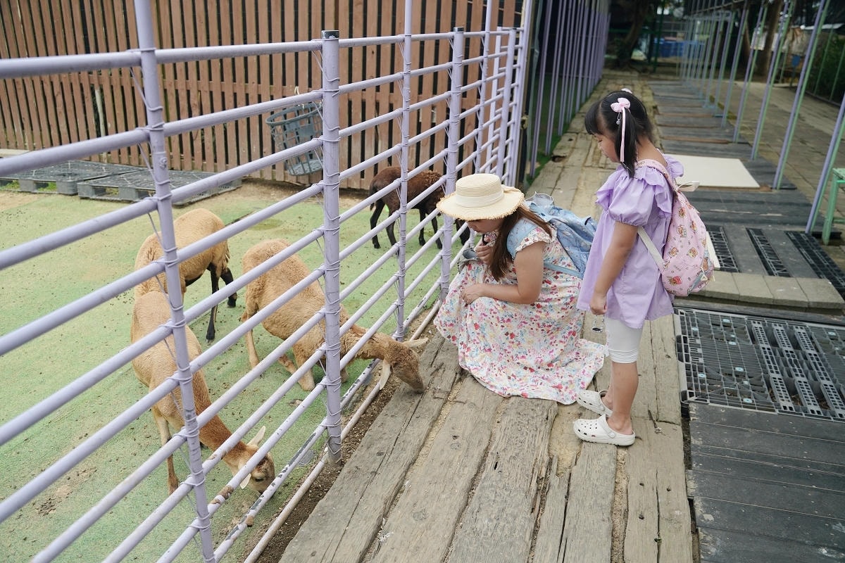 【向陽農場 Sun&Green】桃園親子景點推薦 桃園觀音向日葵主題農場 夏日網美打卡景點