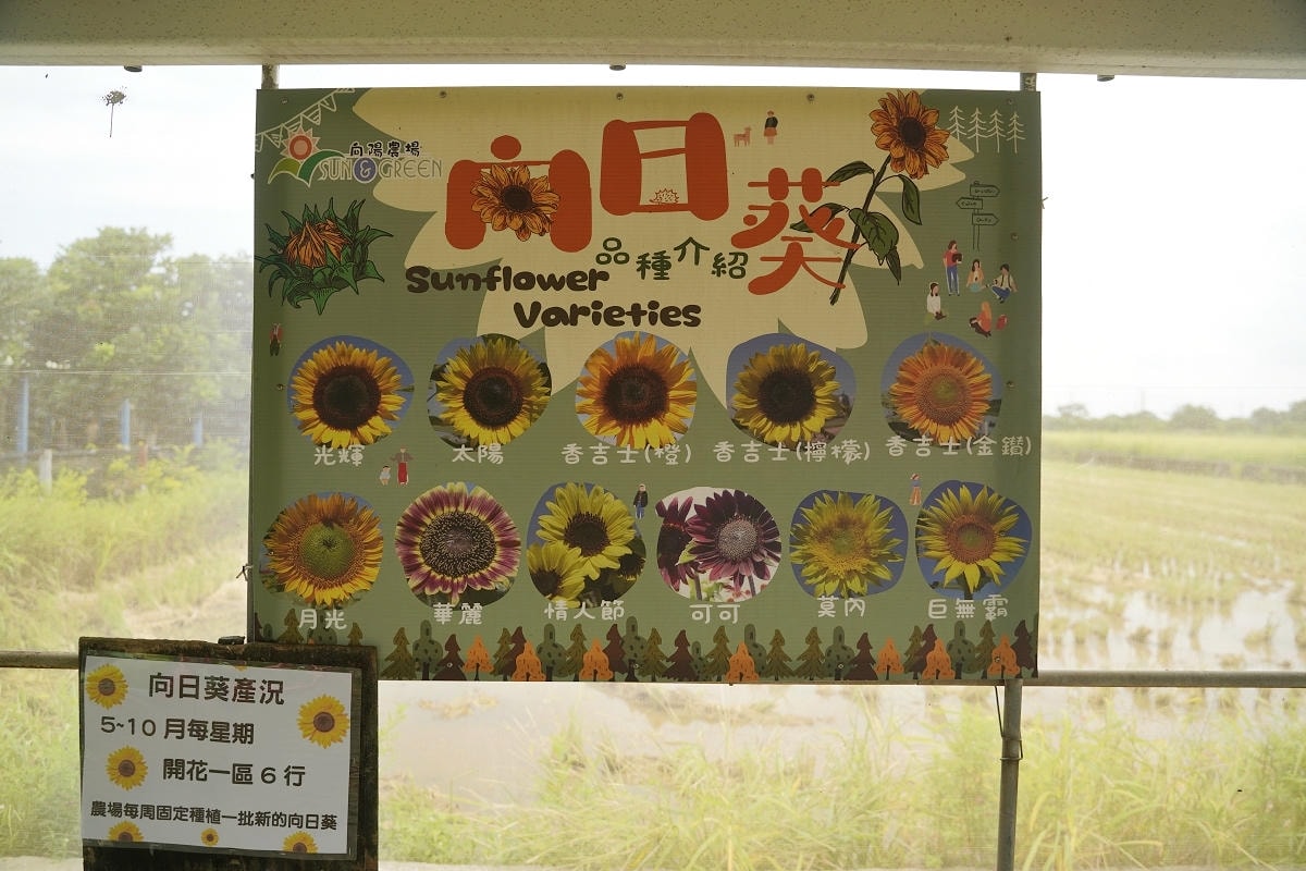 【向陽農場 Sun&Green】桃園親子景點推薦 桃園觀音向日葵主題農場 夏日網美打卡景點