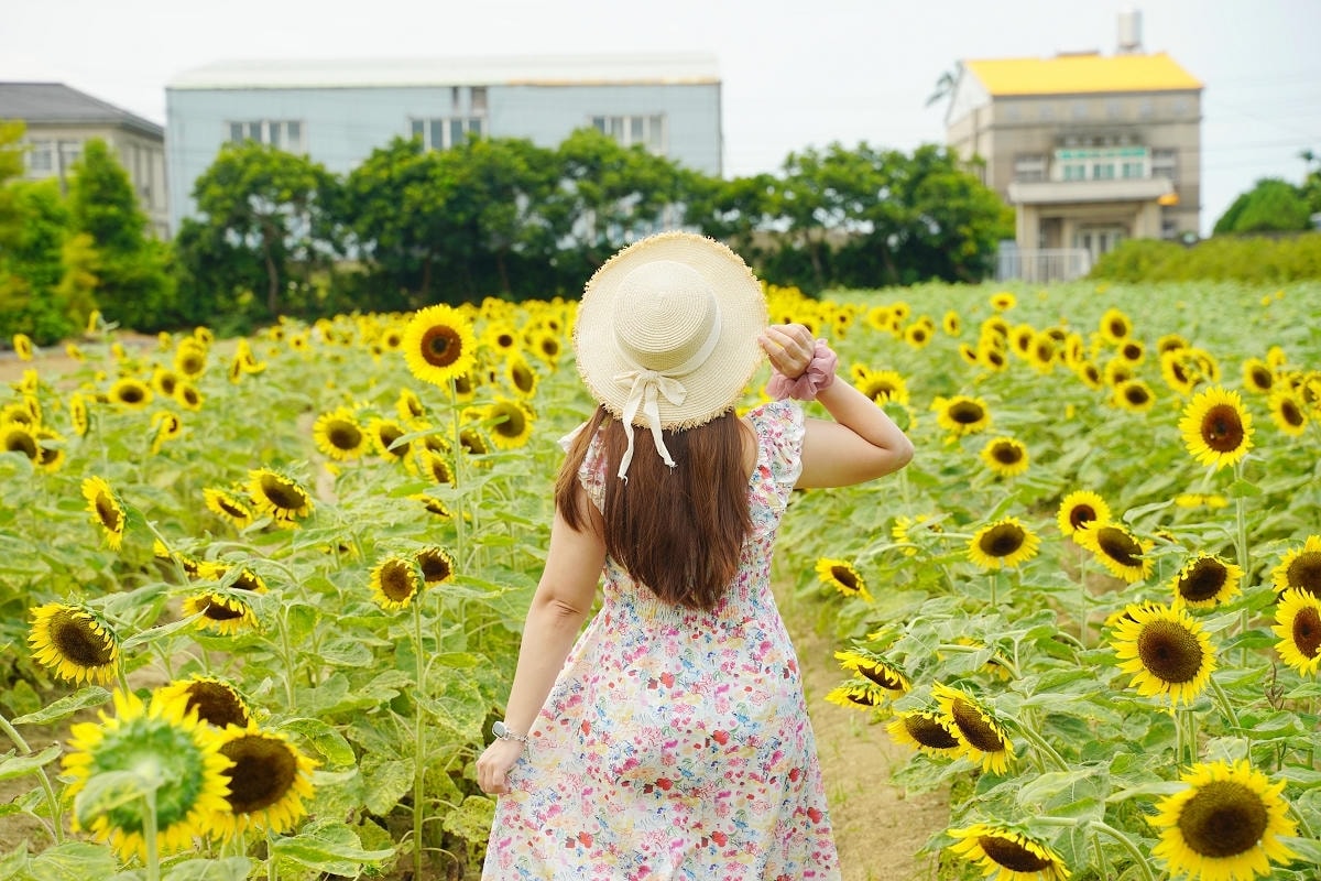 【向陽農場 Sun&Green】桃園親子景點推薦 桃園觀音向日葵主題農場 夏日網美打卡景點