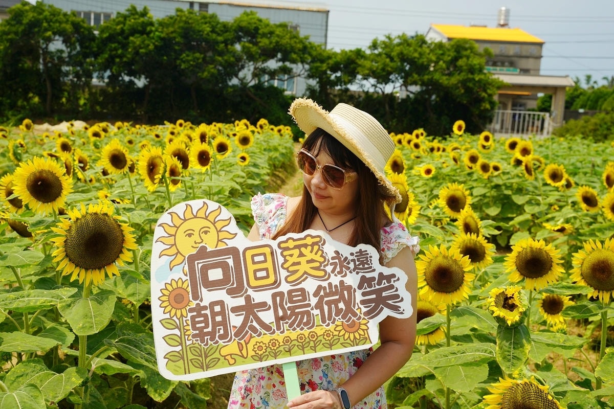 【向陽農場 Sun&Green】桃園親子景點推薦 桃園觀音向日葵主題農場 夏日網美打卡景點