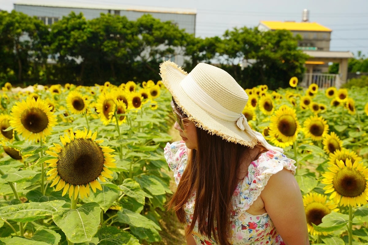 【向陽農場 Sun&Green】桃園親子景點推薦 桃園觀音向日葵主題農場 夏日網美打卡景點