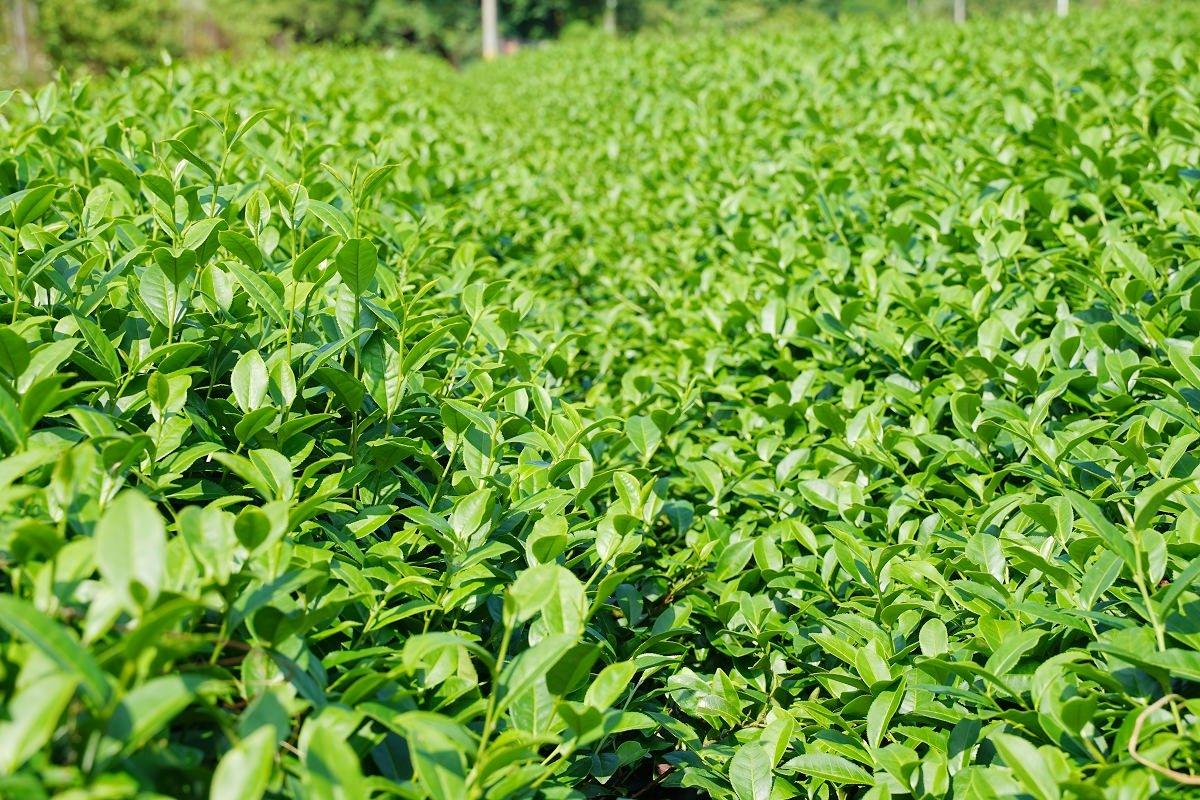 【南投名間行程景點推薦】茶園風情體驗採茶姑娘拍美照 茶廠揉茶品茶大考驗 泉發茶廠