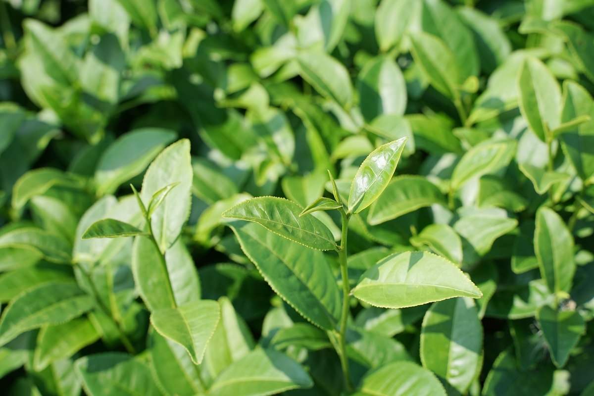 【南投名間行程景點推薦】茶園風情體驗採茶姑娘拍美照 茶廠揉茶品茶大考驗 泉發茶廠
