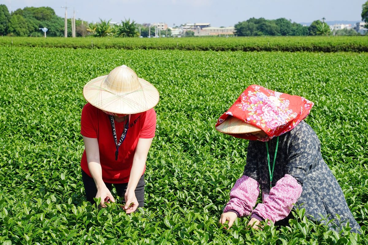 【南投名間行程景點推薦】茶園風情體驗採茶姑娘拍美照 茶廠揉茶品茶大考驗 泉發茶廠