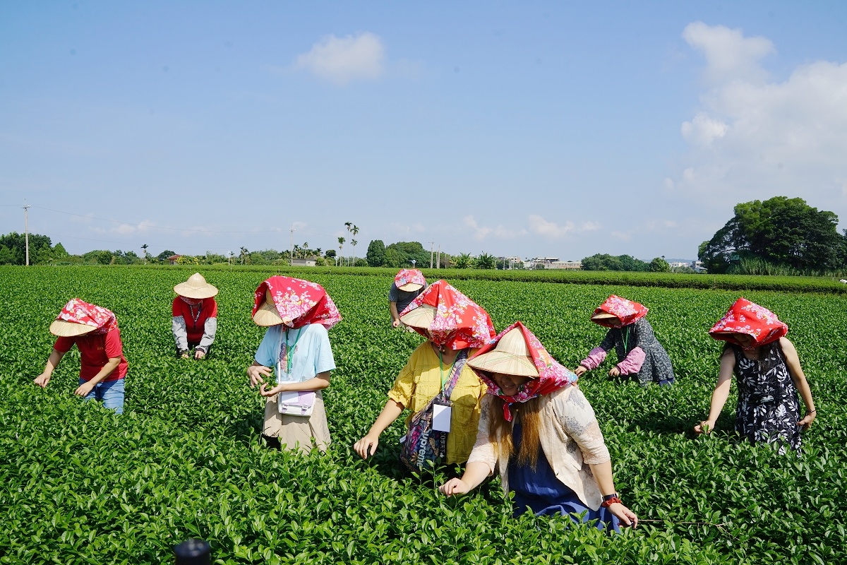 【南投名間行程景點推薦】茶園風情體驗採茶姑娘拍美照 茶廠揉茶品茶大考驗 泉發茶廠
