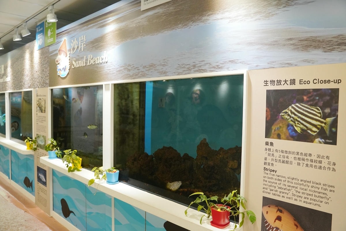 【海洋客家牽罟文化館】桃園新屋免費景點推薦 新屋海邊玩水玩沙清洗好去處 海洋客家休閒農業區
