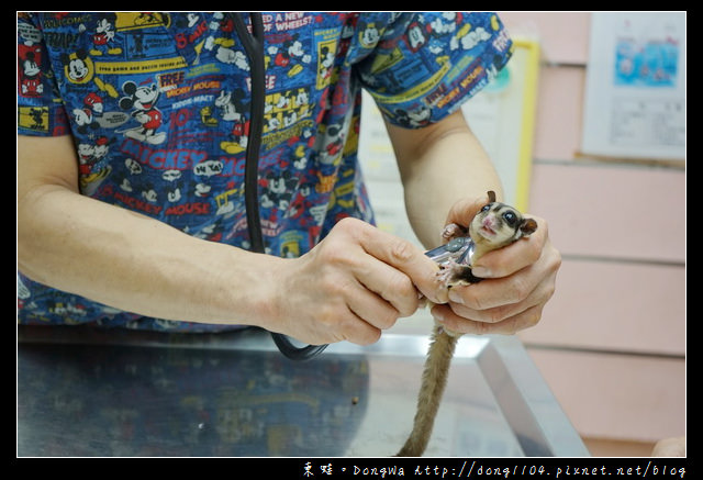 【基隆寵物醫院推薦】小動物免費健康檢查|基隆寵物醫院-汎汶動物醫院 【基隆寵物醫院推薦】小動物免費健康檢查|基隆寵物醫院-汎汶動物醫院