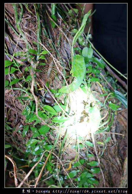 【屏東遊記】恆春生態遊旅推薦 豐富的動植物生態|社頂部落夜間生態遊程之旅 【屏東遊記】恆春生態遊旅推薦 豐富的動植物生態|社頂部落夜間生態遊程之旅