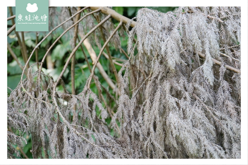 【苗栗南庄免費景點】彷彿走進龍貓森林裡 鵝公髻原生植物園區