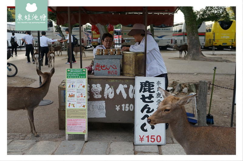 【大阪巴士一日遊行程推薦】KKDAY 在地行程 中文導覽 嵐山嵯峨野竹林 奈良公園東大寺