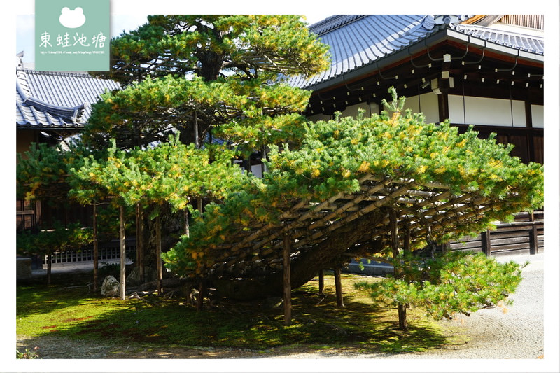【京都景點推薦】世界文化遺產 古都京都的文化財 鹿苑寺 金閣寺