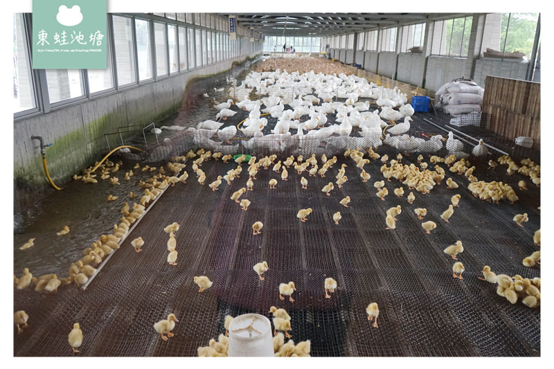 【宜蘭礁溪親子景點推薦】室內景點餵鴨鴨 清水模鴨舍超好拍 甲鳥園 【宜蘭礁溪親子景點推薦】室內景點餵鴨鴨 清水模鴨舍超好拍 甲鳥園