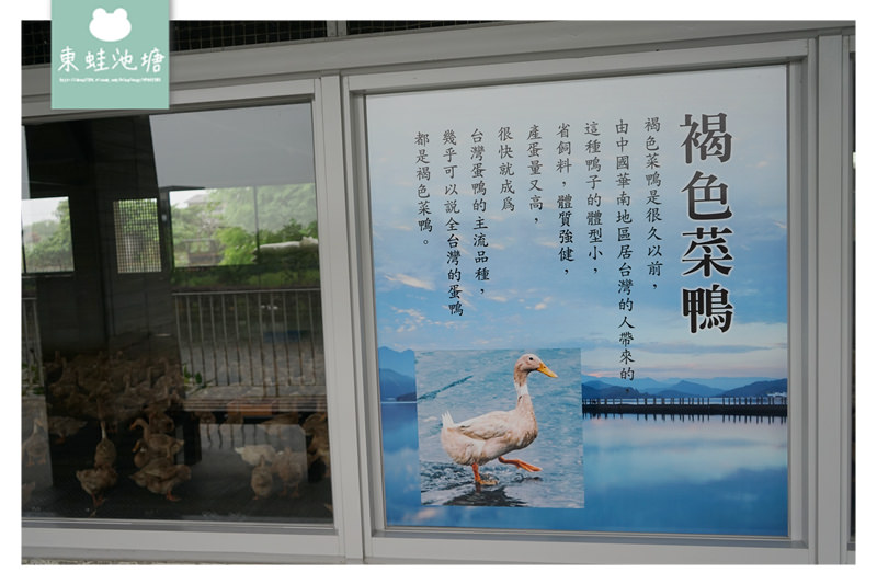 【宜蘭礁溪親子景點推薦】室內景點餵鴨鴨 清水模鴨舍超好拍 甲鳥園 【宜蘭礁溪親子景點推薦】室內景點餵鴨鴨 清水模鴨舍超好拍 甲鳥園