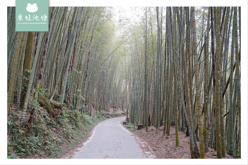 【嘉義梅山免費景點推薦】台灣版京都嵐山竹林小徑 瑞里綠色隧道 【嘉義梅山免費景點推薦】台灣版京都嵐山竹林小徑 瑞里綠色隧道