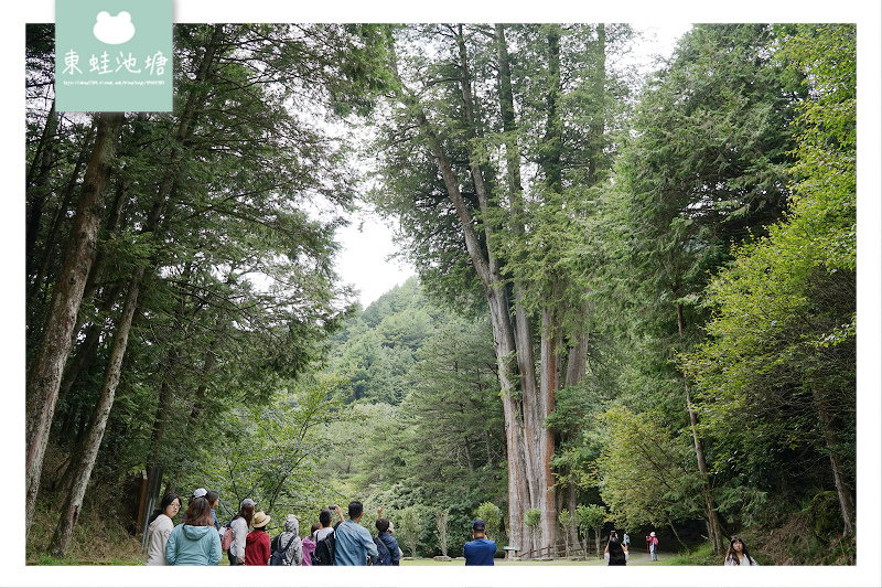 【台中一日遊景點推薦】絕美小雪山天池+雪山神木 大雪山國家森林遊樂區 【台中一日遊景點推薦】絕美小雪山天池+雪山神木 大雪山國家森林遊樂區