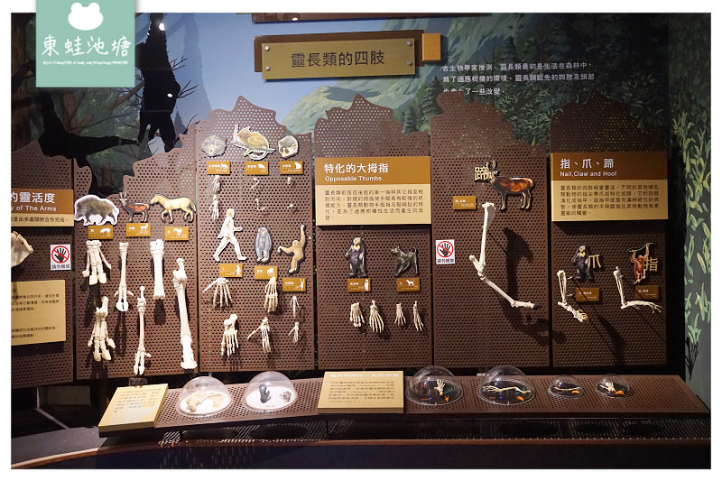 【台南室內景點推薦】新市區親子景點 台灣首座骨骼標本展示博物館 樹谷生活科學館 【台南室內景點推薦】新市區親子景點 台灣首座骨骼標本展示博物館 樹谷生活科學館
