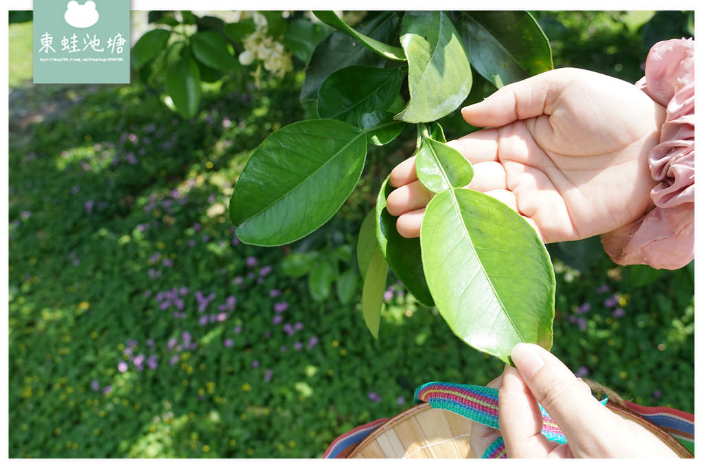 【花蓮瑞穗親子景點推薦】柚子手作DIY體驗 柚子園一日柚農體驗 木日光鶴岡文旦驛站