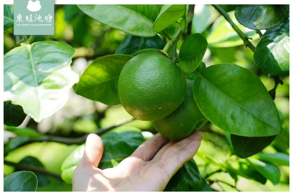 【花蓮瑞穗親子景點推薦】柚子手作DIY體驗 柚子園一日柚農體驗 木日光鶴岡文旦驛站