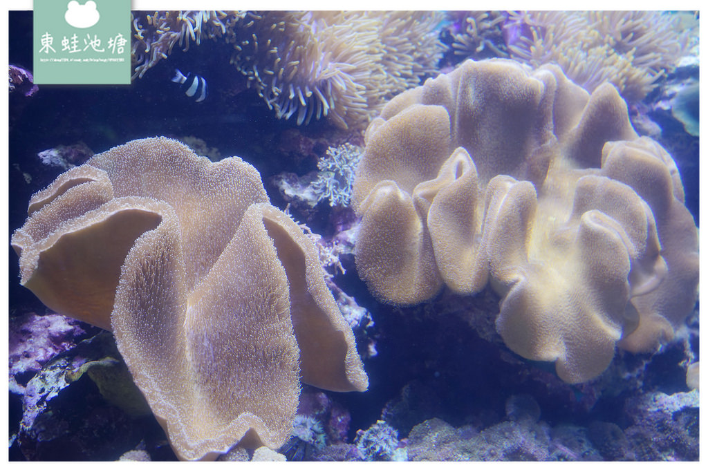 【屏東必訪親子景點推薦】海洋生物主題大型博物館 國立海洋生物博物館-海生館 【屏東必訪親子景點推薦】海洋生物主題大型博物館 國立海洋生物博物館-海生館