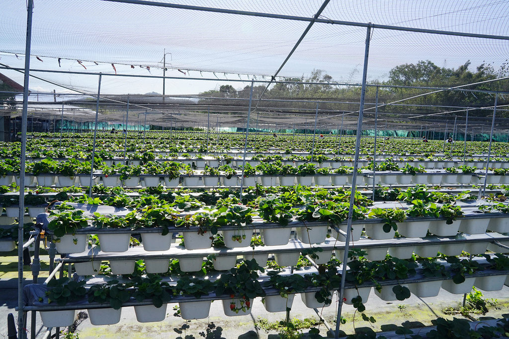 【新竹關西草莓園推薦】溫室番茄/高架草莓/土耕草莓 親子出遊好選擇 長鑫莓果農園 【新竹關西草莓園推薦】溫室番茄/高架草莓/土耕草莓 親子出遊好選擇 長鑫莓果農園