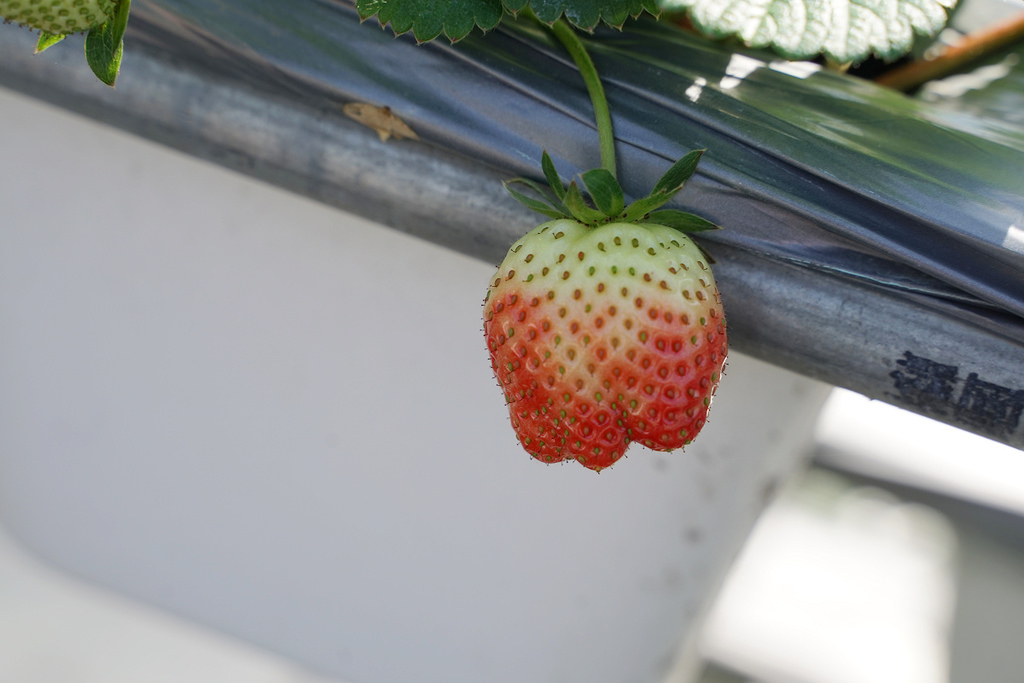 【新竹關西草莓園推薦】溫室番茄/高架草莓/土耕草莓 親子出遊好選擇 長鑫莓果農園 【新竹關西草莓園推薦】溫室番茄/高架草莓/土耕草莓 親子出遊好選擇 長鑫莓果農園