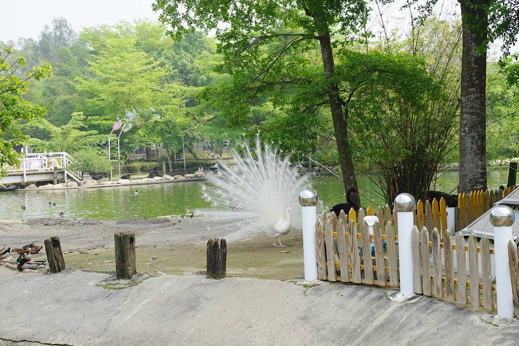 【台南親子景點推薦】南台灣最大野生動物園 玩整天都玩不夠 頑皮世界野生動物園 【台南親子景點推薦】南台灣最大野生動物園 玩整天都玩不夠 頑皮世界野生動物園