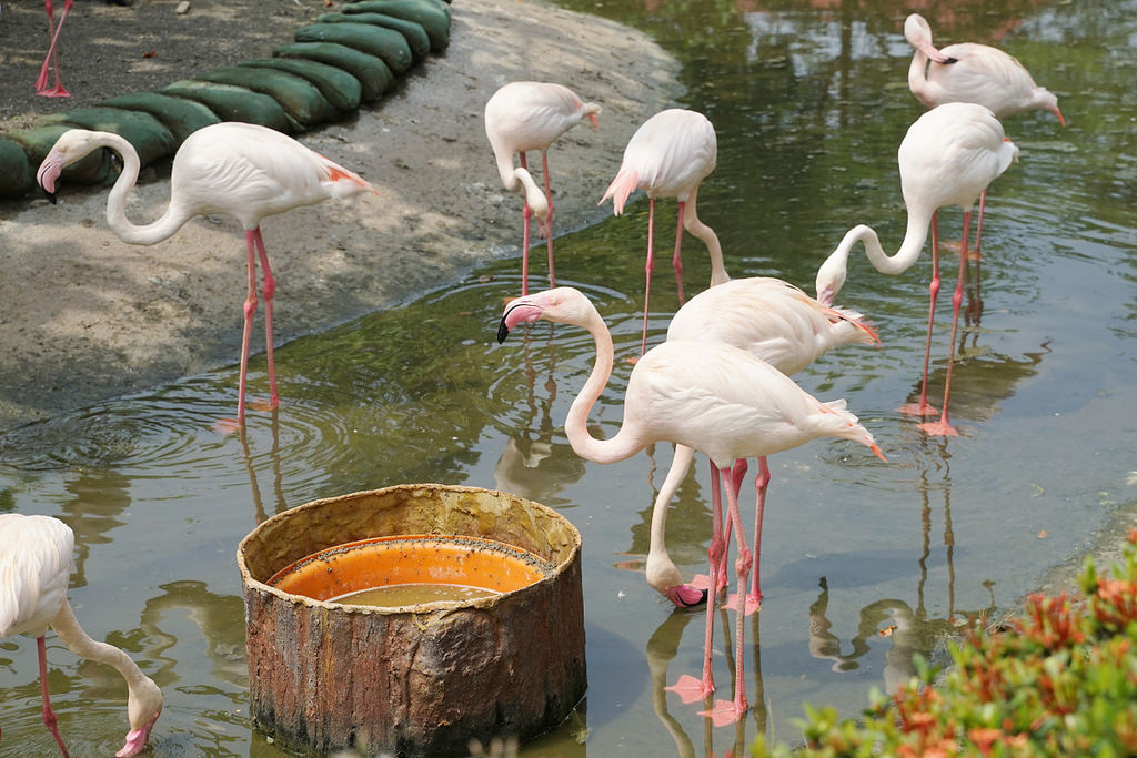 【台南親子景點推薦】南台灣最大野生動物園 玩整天都玩不夠 頑皮世界野生動物園 【台南親子景點推薦】南台灣最大野生動物園 玩整天都玩不夠 頑皮世界野生動物園