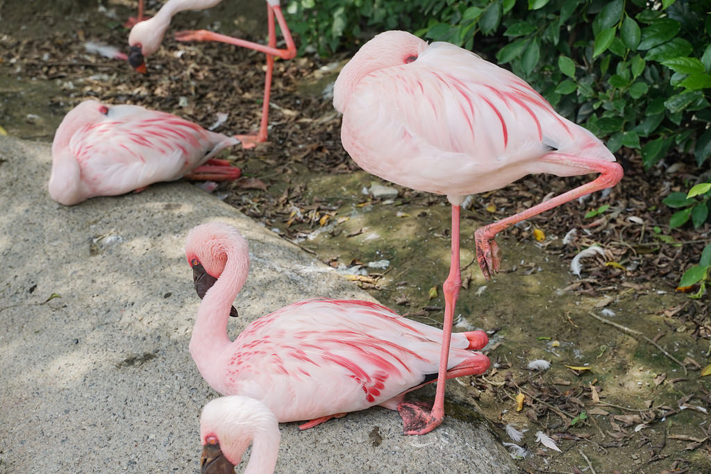 【台南親子景點推薦】南台灣最大野生動物園 玩整天都玩不夠 頑皮世界野生動物園 【台南親子景點推薦】南台灣最大野生動物園 玩整天都玩不夠 頑皮世界野生動物園