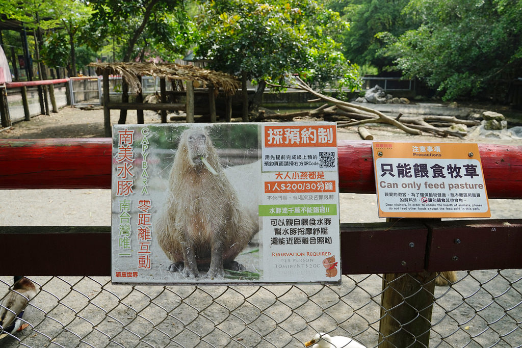 【台南親子景點推薦】南台灣最大野生動物園 玩整天都玩不夠 頑皮世界野生動物園 【台南親子景點推薦】南台灣最大野生動物園 玩整天都玩不夠 頑皮世界野生動物園