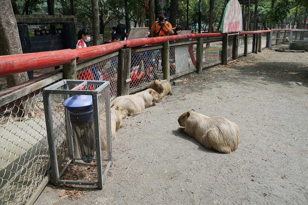 【台南親子景點推薦】南台灣最大野生動物園 玩整天都玩不夠 頑皮世界野生動物園 【台南親子景點推薦】南台灣最大野生動物園 玩整天都玩不夠 頑皮世界野生動物園