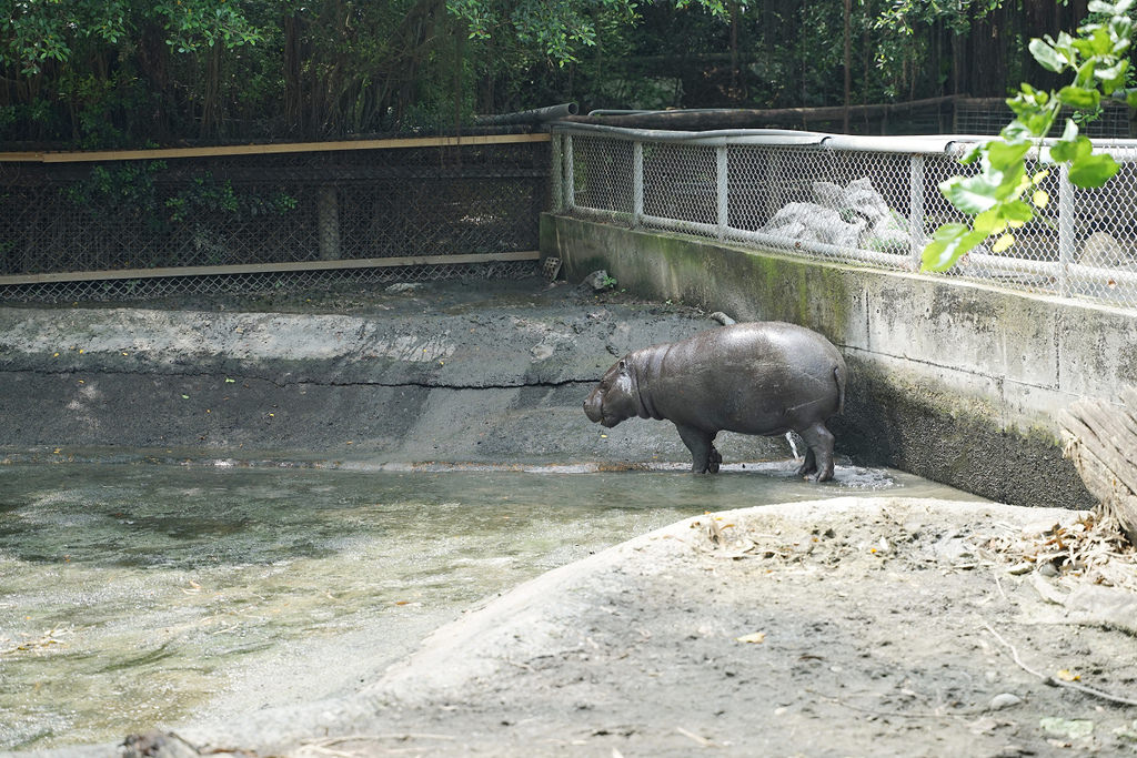 【台南親子景點推薦】南台灣最大野生動物園 玩整天都玩不夠 頑皮世界野生動物園 【台南親子景點推薦】南台灣最大野生動物園 玩整天都玩不夠 頑皮世界野生動物園