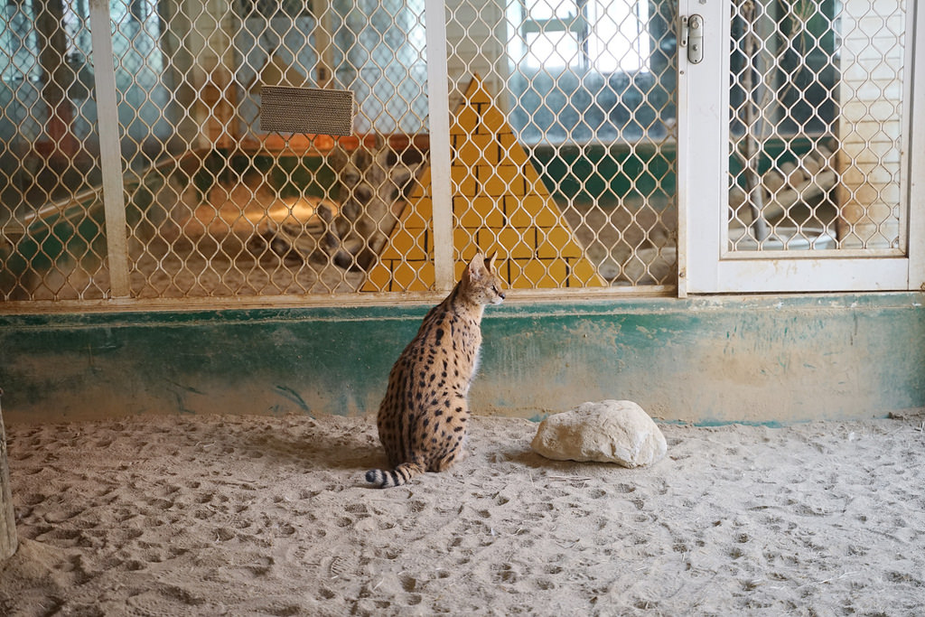 【台南親子景點推薦】南台灣最大野生動物園 玩整天都玩不夠 頑皮世界野生動物園 【台南親子景點推薦】南台灣最大野生動物園 玩整天都玩不夠 頑皮世界野生動物園