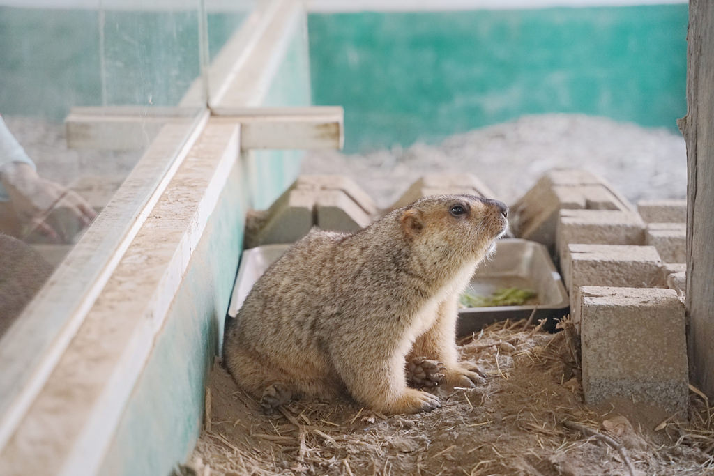 【台南親子景點推薦】南台灣最大野生動物園 玩整天都玩不夠 頑皮世界野生動物園 【台南親子景點推薦】南台灣最大野生動物園 玩整天都玩不夠 頑皮世界野生動物園