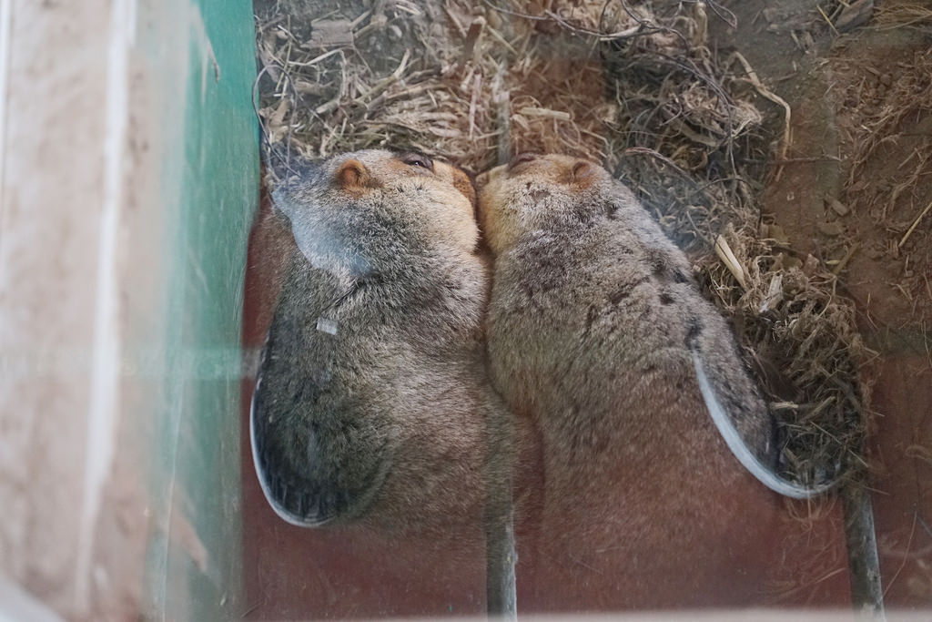 【台南親子景點推薦】南台灣最大野生動物園 玩整天都玩不夠 頑皮世界野生動物園 【台南親子景點推薦】南台灣最大野生動物園 玩整天都玩不夠 頑皮世界野生動物園