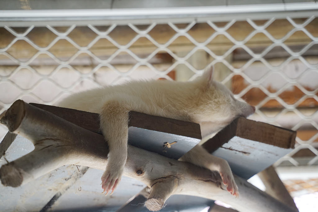【台南親子景點推薦】南台灣最大野生動物園 玩整天都玩不夠 頑皮世界野生動物園 【台南親子景點推薦】南台灣最大野生動物園 玩整天都玩不夠 頑皮世界野生動物園