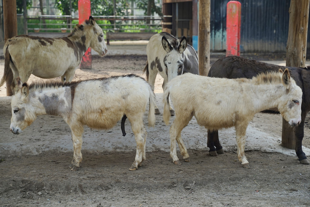 【台南親子景點推薦】南台灣最大野生動物園 玩整天都玩不夠 頑皮世界野生動物園 【台南親子景點推薦】南台灣最大野生動物園 玩整天都玩不夠 頑皮世界野生動物園