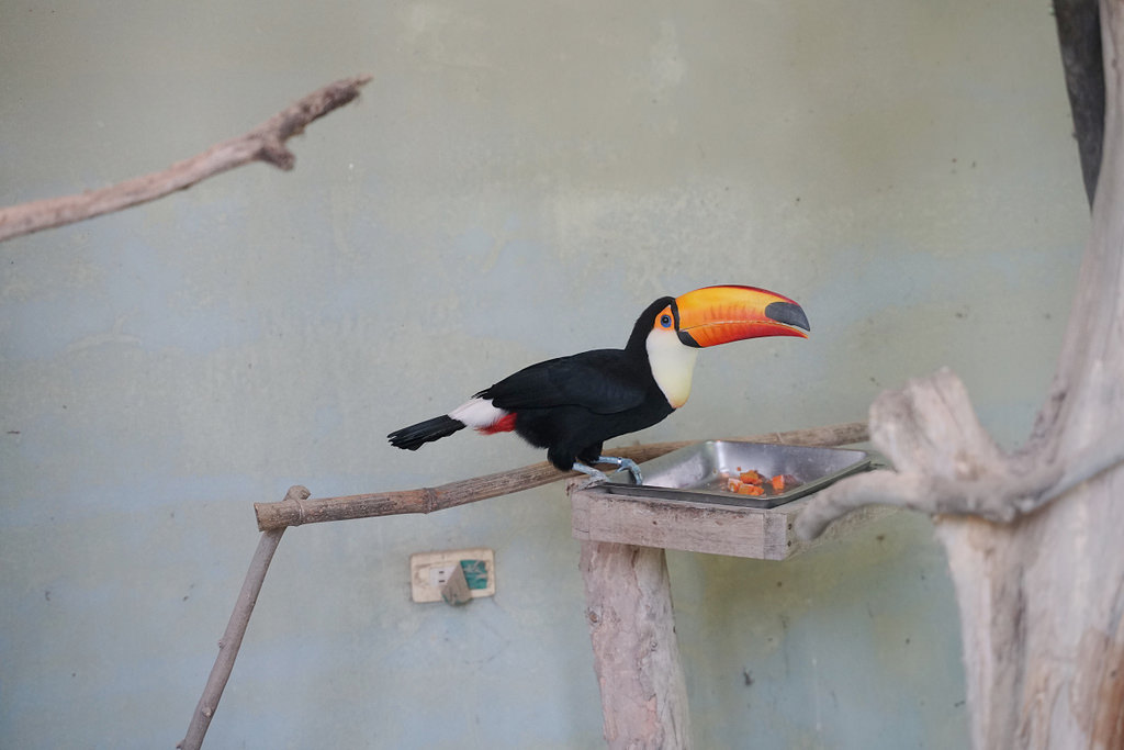 【台南親子景點推薦】南台灣最大野生動物園 玩整天都玩不夠 頑皮世界野生動物園 【台南親子景點推薦】南台灣最大野生動物園 玩整天都玩不夠 頑皮世界野生動物園