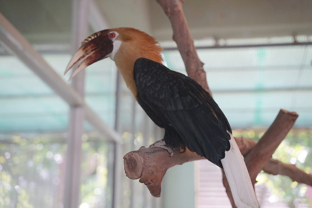【台南親子景點推薦】南台灣最大野生動物園 玩整天都玩不夠 頑皮世界野生動物園 【台南親子景點推薦】南台灣最大野生動物園 玩整天都玩不夠 頑皮世界野生動物園
