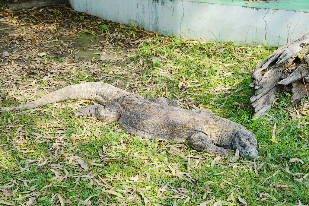 【台南親子景點推薦】南台灣最大野生動物園 玩整天都玩不夠 頑皮世界野生動物園 【台南親子景點推薦】南台灣最大野生動物園 玩整天都玩不夠 頑皮世界野生動物園