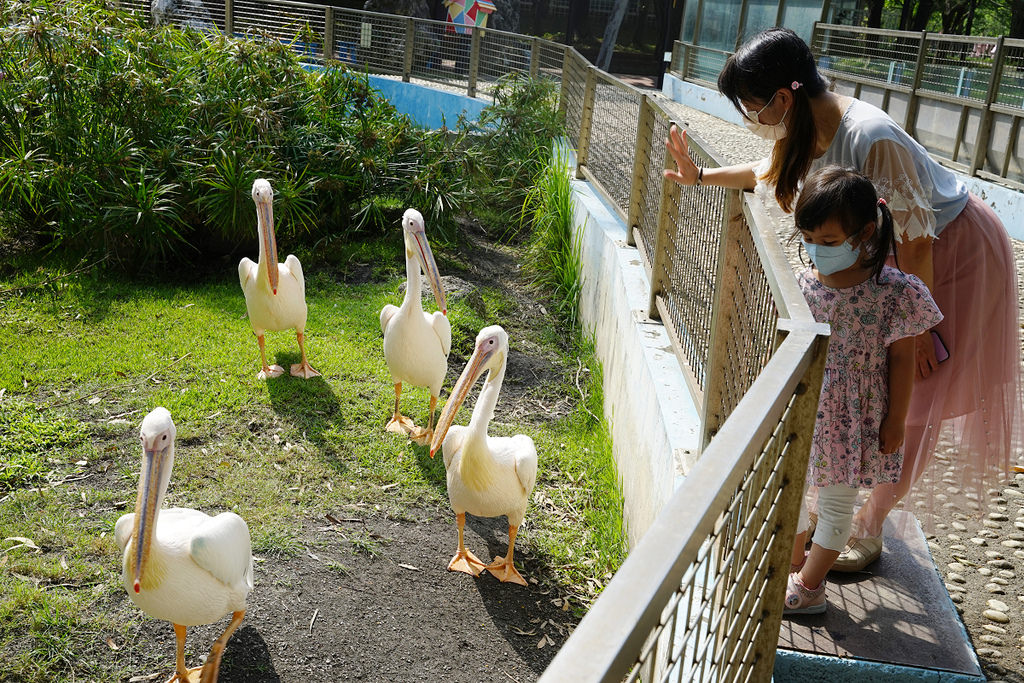【台南親子景點推薦】南台灣最大野生動物園 玩整天都玩不夠 頑皮世界野生動物園 【台南親子景點推薦】南台灣最大野生動物園 玩整天都玩不夠 頑皮世界野生動物園