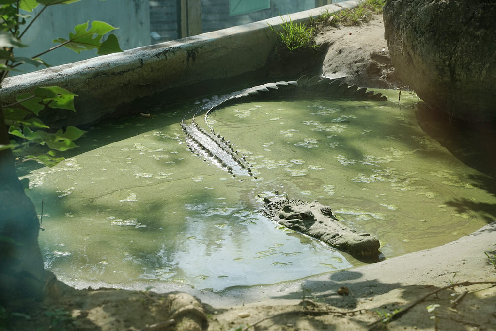 【台南親子景點推薦】南台灣最大野生動物園 玩整天都玩不夠 頑皮世界野生動物園 【台南親子景點推薦】南台灣最大野生動物園 玩整天都玩不夠 頑皮世界野生動物園