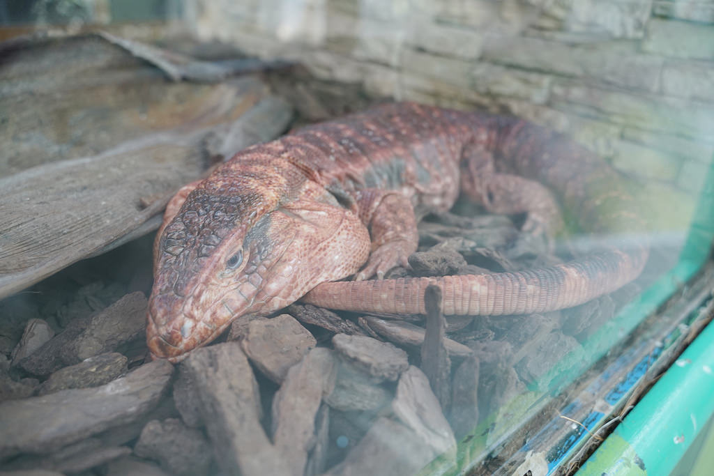 【台南親子景點推薦】南台灣最大野生動物園 玩整天都玩不夠 頑皮世界野生動物園 【台南親子景點推薦】南台灣最大野生動物園 玩整天都玩不夠 頑皮世界野生動物園