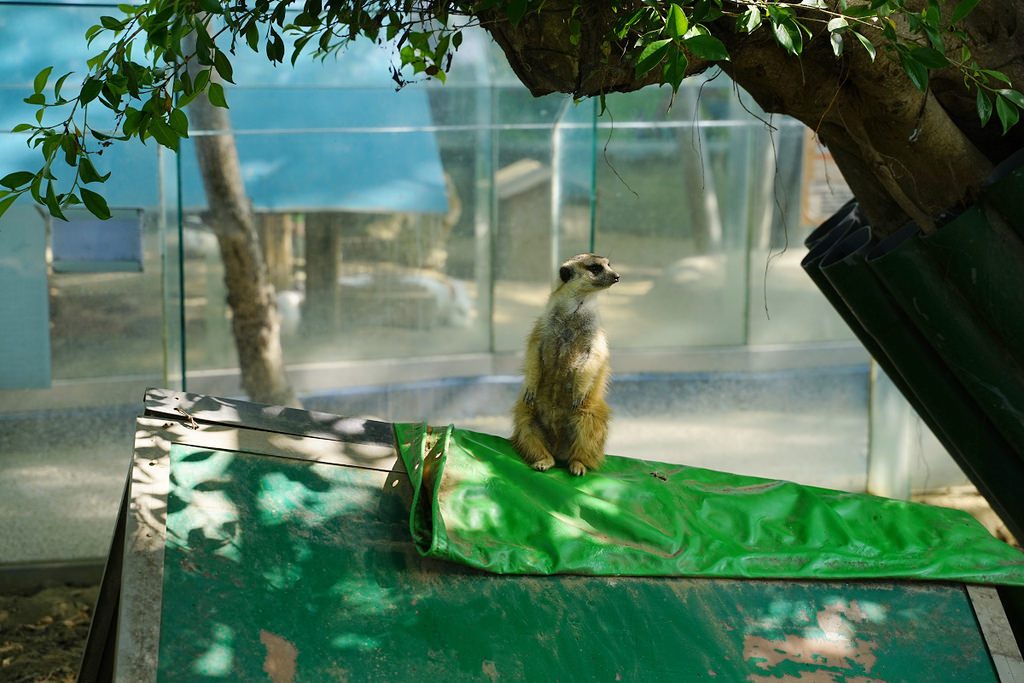 【台南親子景點推薦】南台灣最大野生動物園 玩整天都玩不夠 頑皮世界野生動物園 【台南親子景點推薦】南台灣最大野生動物園 玩整天都玩不夠 頑皮世界野生動物園