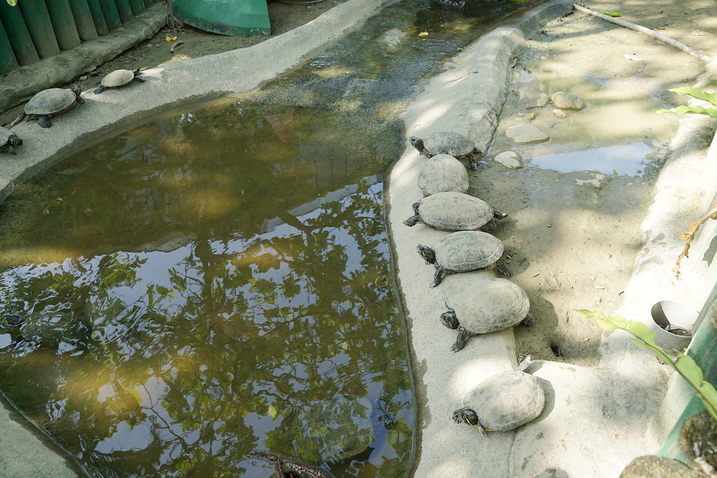 【台南親子景點推薦】南台灣最大野生動物園 玩整天都玩不夠 頑皮世界野生動物園 【台南親子景點推薦】南台灣最大野生動物園 玩整天都玩不夠 頑皮世界野生動物園