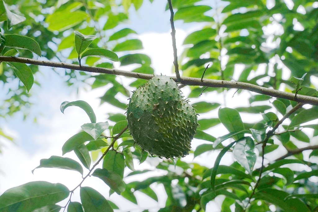 【南投埔里親子景點推薦】咖啡蛋彩手作DIY體驗 咖啡園區生態導覽 張隊長咖啡休閒生態農場 【南投埔里親子景點推薦】咖啡蛋彩手作DIY體驗 咖啡園區生態導覽 張隊長咖啡休閒生態農場